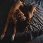 two brown short-coated dogs laying on bed