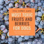 Dog Owner's Guide: Most Toxic Fruits And Berries For Dogs