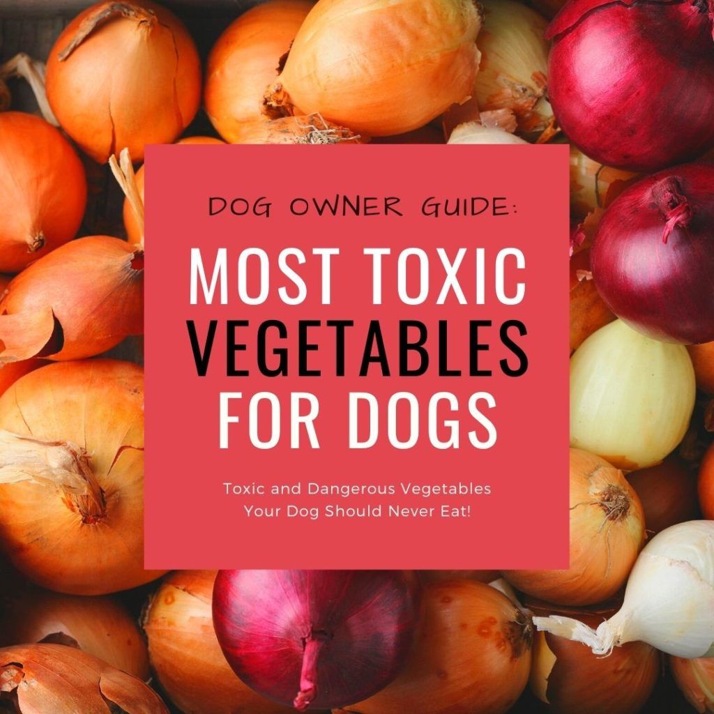 Dog Owner Guide: Most Toxic Vegetables For Dogs
